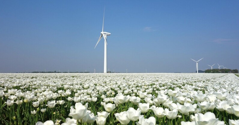 the-netherlands-is-the-ideal-breeding-ground-for-green-tech-startups