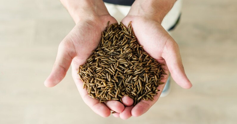 insect-farming-startup-targets-pet-food-as-gateway-to-human-consumption