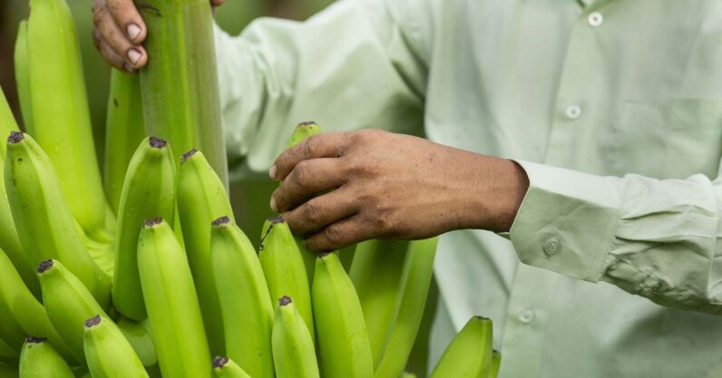 browning-bananas-under-threat-as-philippines-approves-gene-edited-version