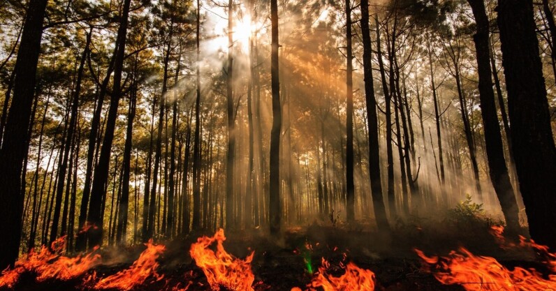 ai-sensors-in-the-forest-can-smell-a-wildfire-before-it-spreads