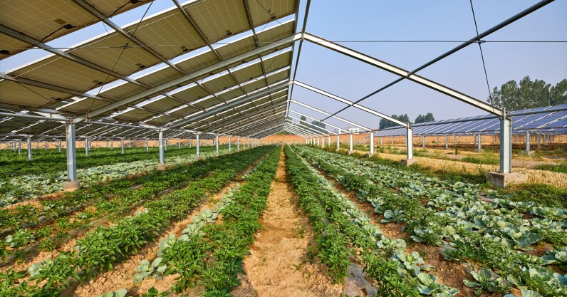 eu-backs-new-project-that-combines-solar-power-with-agriculture