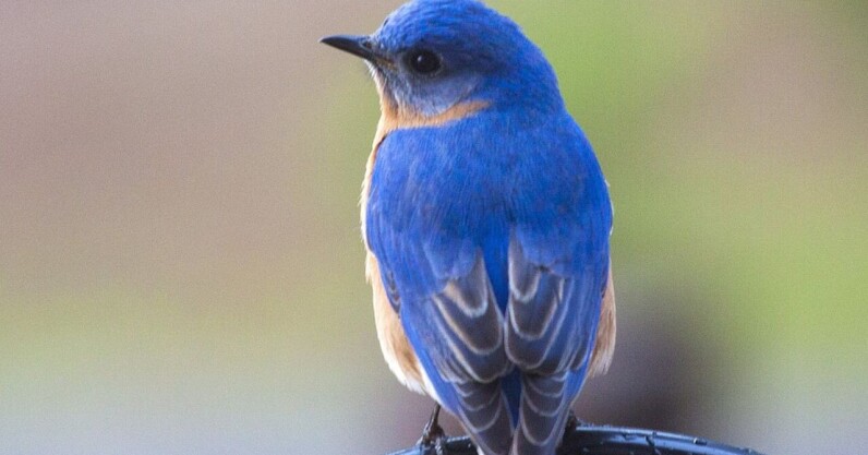 bluebird-inspired-material-could-boost-battery-life