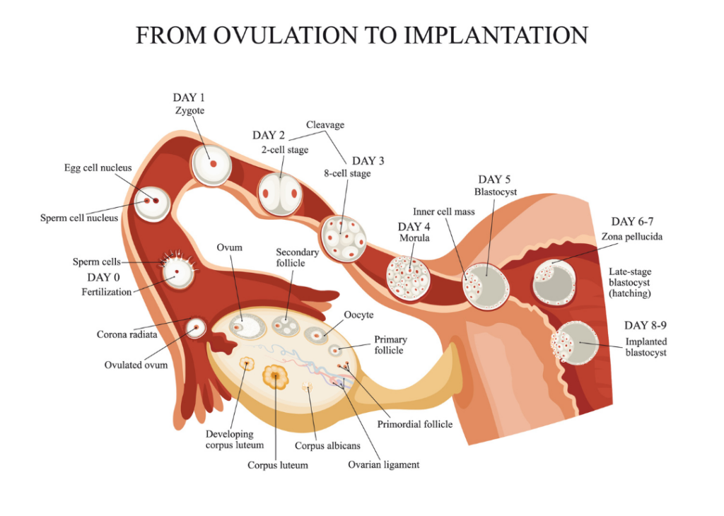 everything-you-need-to-know-about-when-and-how-implantation-occurs-at-the-beginning-of-pregnancy